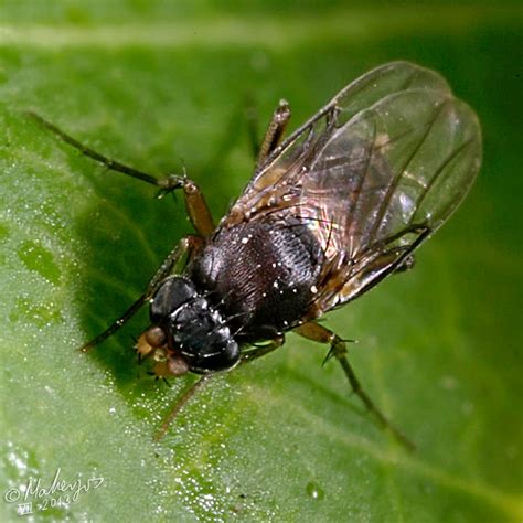 Diptera.info - Discussion Forum: Phoridae?. Identification, please. South Spain