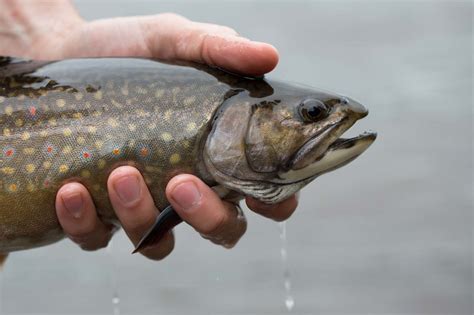 Pêche à la truite moulac au Québec - Sépaq