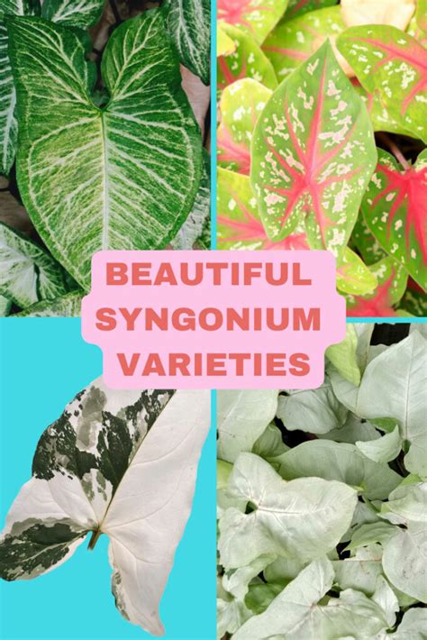 Syngonium Varieties: 23 Gorgeous Types of Arrowhead Vine