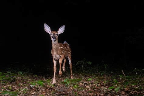 Spotted Fawn | Sean Crane Photography