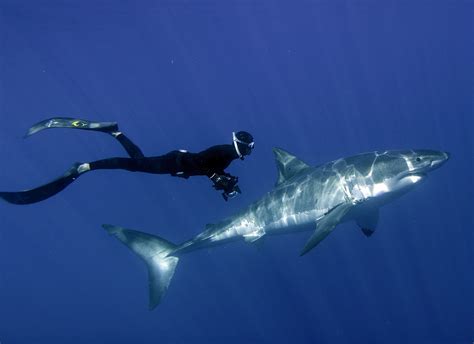 Great White Shark 3D, 4K | Canadian Museum of History