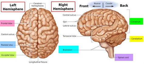 Hemispherectomy indications, prognosis, risks, side effects & complications