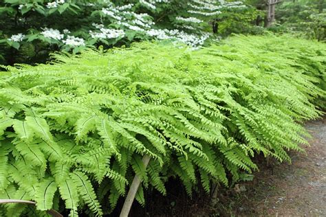 Adiantum pedatum - Alchemy Ferns York