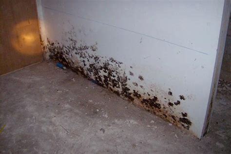 basement mold removal cost