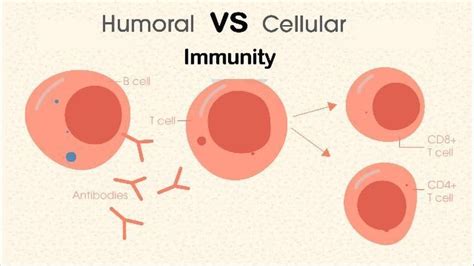 Humoral vs Cell-Mediated Immunity | Technology Networks