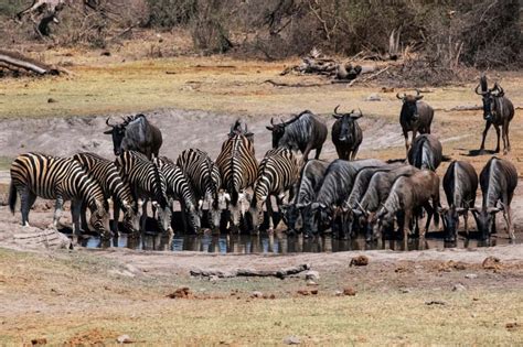 Madikwe Game Reserve Safari: Prices, Best time, Fees 2024