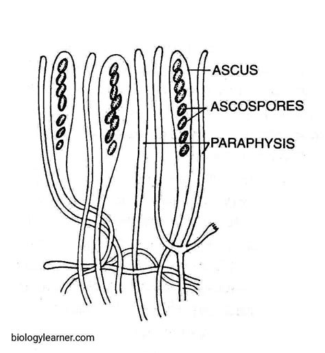 Peziza: Occurrence, Structure, Reproduction