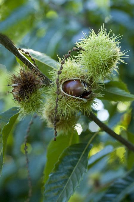 Sweet Chestnut - Marron de Lyon - Otter Farm