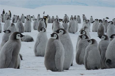 Charming Chick Photos: Antarctica's Baby Penguins | Live Science