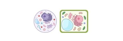 Cytoplasm: Definition, Function, and Example