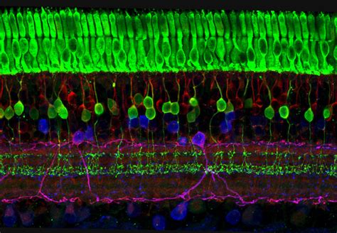 Cone Cells ___ at John Floyd blog