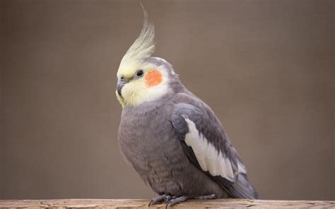 Cockatiel Wallpapers - Top Free Cockatiel Backgrounds - WallpaperAccess