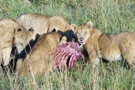 Lions Eating the Prey, Mother Lion and Cubs Eat a Zebra in the ...