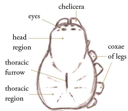 Spider anatomy for artists • John Muir Laws