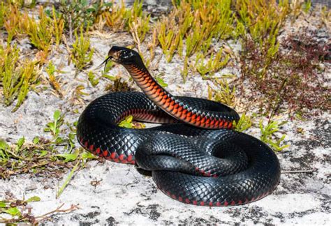 Black Snake with Red Belly in Florida: What is it and is it Poisonous? - AZ Animals