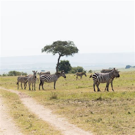 Masai Mara 3 days safari | private masai mara safari tours