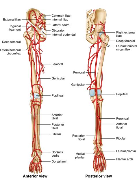 Instant Anatomy Lower Limb Vessels Arteries Posterior Tibial Artery | Porn Sex Picture