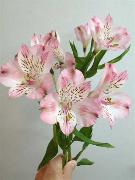 Alstroemeria Coco Light pink | Orange wedding flowers, Alstroemeria bouquet, Diy wedding flowers