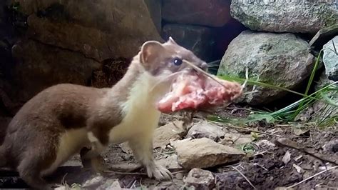 Stoat Mother Hunts to Feed Kits | Weasels: Feisty & Fearless | BBC Earth - YouTube