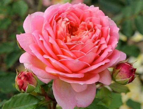 15 Best Varieties of Shrub Roses - Best Landscape Ideas