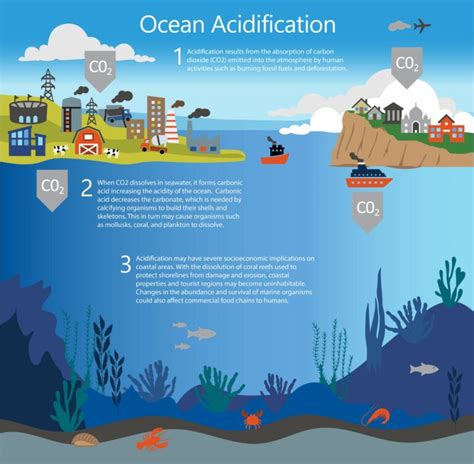 World Oceans Day: The Effects of Acidification – Herrera