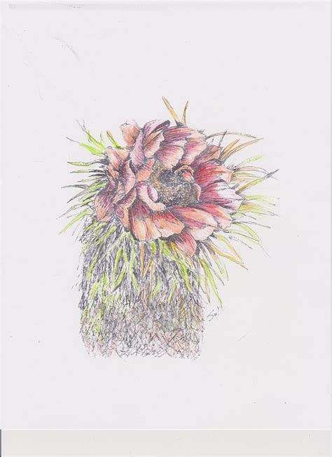 Cactus Blossom Drawing by Syl Lobato - Fine Art America