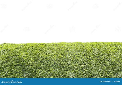 Green Grass on White Background Stock Image - Image of herb, color ...