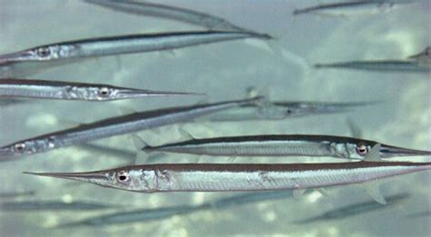 Garfish | fish, Belone species | Britannica