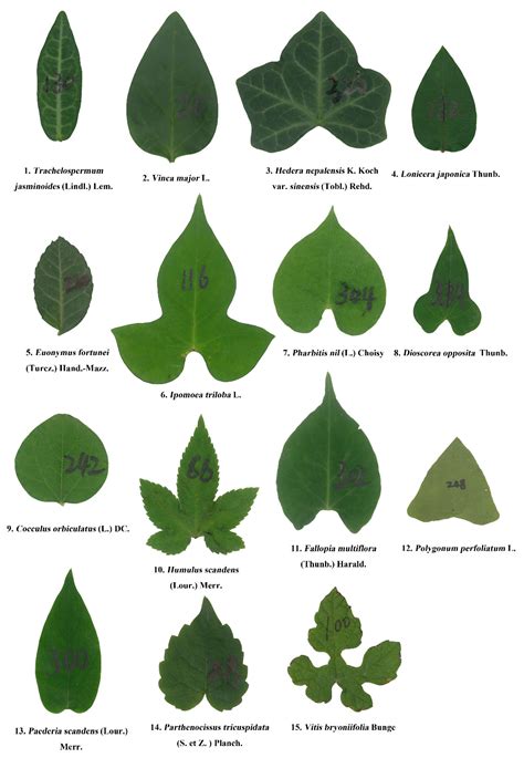 Leaf shape types - leryhotline