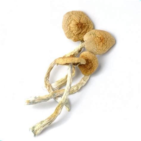 Buy Golden Teacher Mushrooms | Dose Dispensary