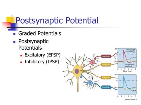 Postsynaptic Potentials And Action Potentials