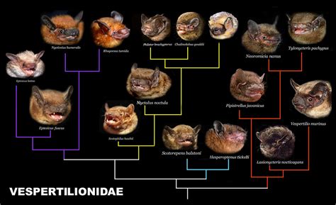 Vespertilionidae | Esta é uma publicação original de Nelson … | Flickr