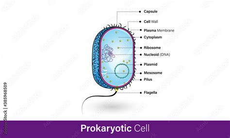 Vettoriale Stock E Coli bacteria microorganism detailed structure ...