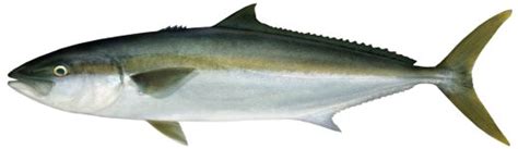 Yellowtail kingfish Seriola lalandi | NSW Department of Primary Industries