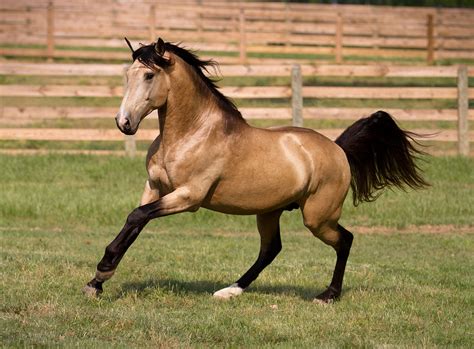 Pretty pretty | Buckskin horse, Horse breeds, Horses