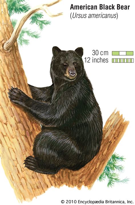 Black bear | Size, Weight, Habitat, Diet, & Facts | Britannica