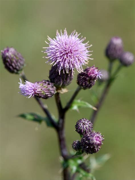 Canada Thistle Control: How To Get Rid Of Canada Thistle