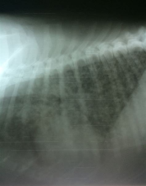 Blastomycosis Lung Infection ( June Case of The Month) | Haire Veterinary Clinic