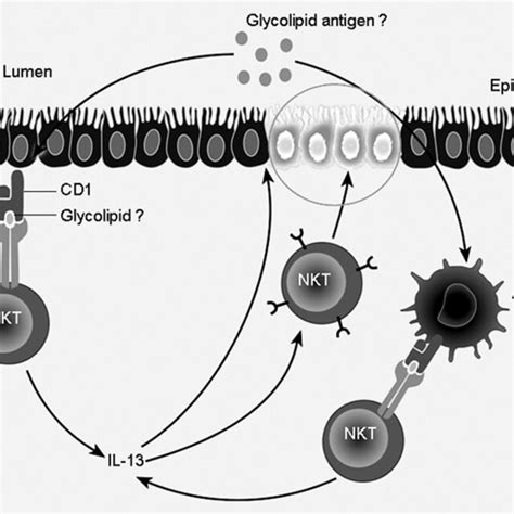 Proposed Mechanism for experimental and human ulcerative colitis ...