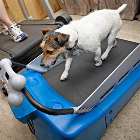 The 3 Best Dog Treadmill of 2019 | Tiny Muscle