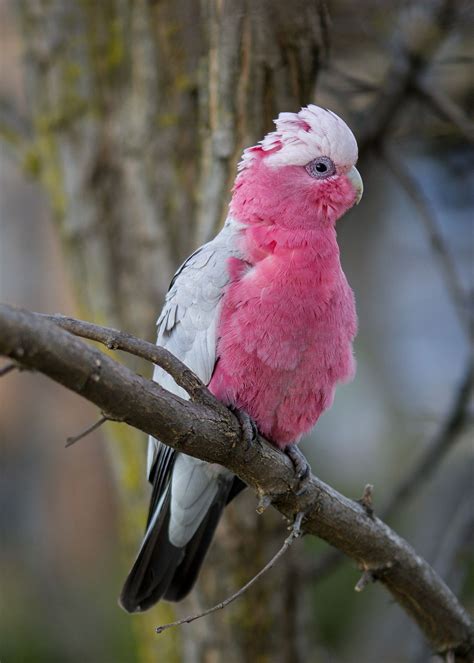 Galah - The galah, also known as the rose-breasted cockatoo, galah cockatoo, roseate cockatoo or ...