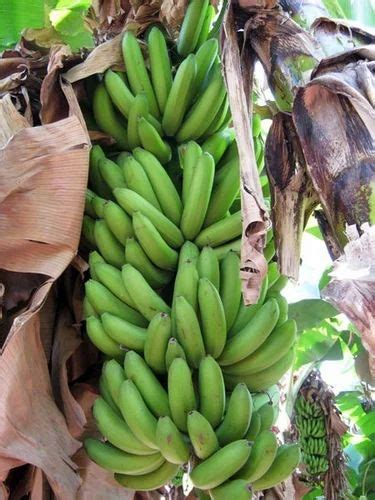 Unripe Banana at best price in Mumbai by SG Patel Foods | ID: 11548950233