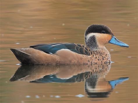 Blue-billed Teal - eBird