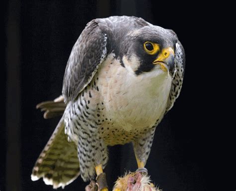 Birds Of Prey: Peregrine Falcon