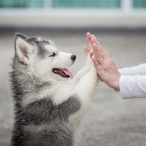 How To Take Care Of A Husky - Bottlejoke9