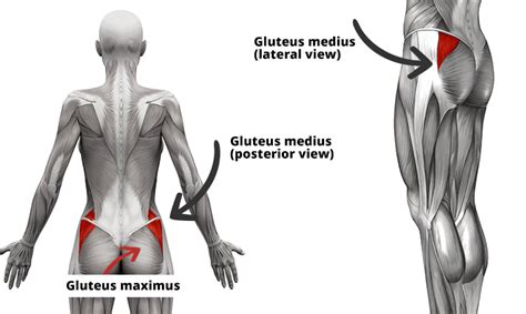 11 Powerful Gluteus Medius Exercises For Strengthening & Activation - Coach Sofia Fitness