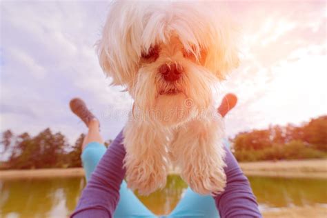 Dog playing with his owner stock photo. Image of outdoors - 97531654