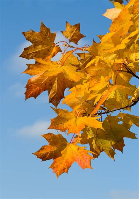 Single red maple leaf stock image. Image of plant, foliage - 6582265