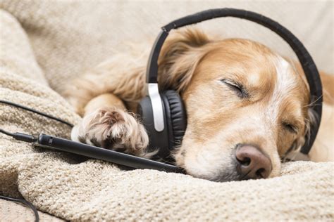 Music for the Pets - The Savvy Sitter