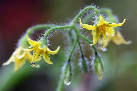 Tomato Plant Flowering Early: 9 Reasons With Solutions - Flourishing Plants